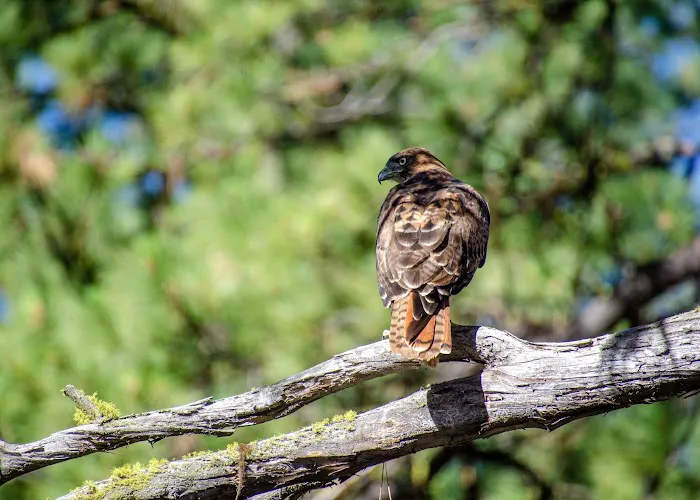 Idlewild Campground Picture 2