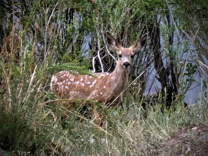 Holter Dam Campground - U.S. Bureau of Land Management Picture 10