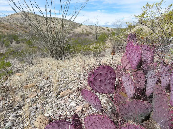 Vista de Bofecillos Picture 10