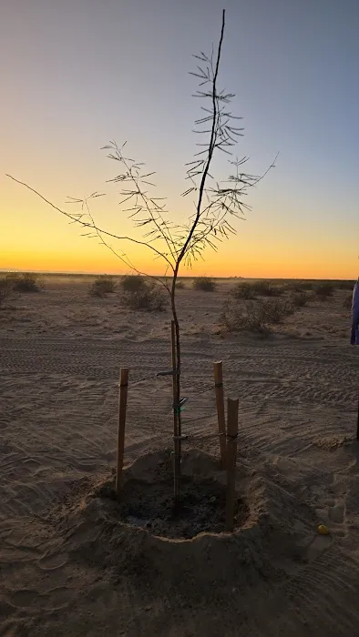 El Arbolito Picture 6