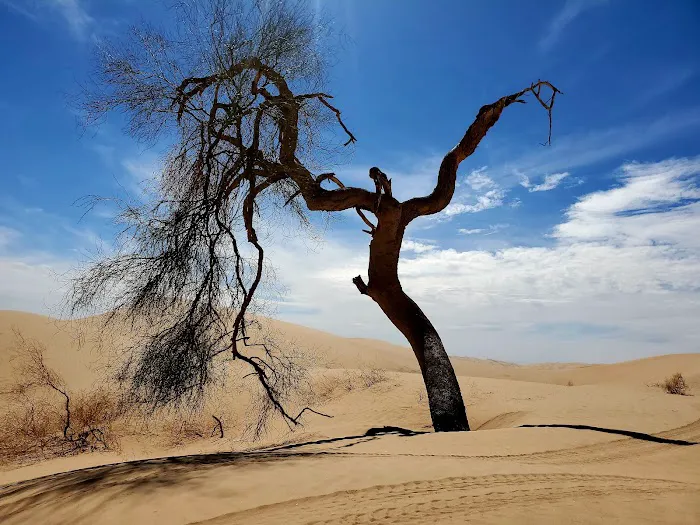 Ogilby Campground BLM Picture 5