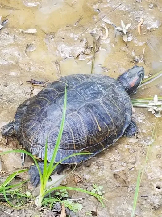 Cajun Campground Picture 4