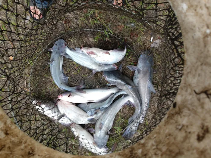 Yellow Dog Boat Launch Picture 8