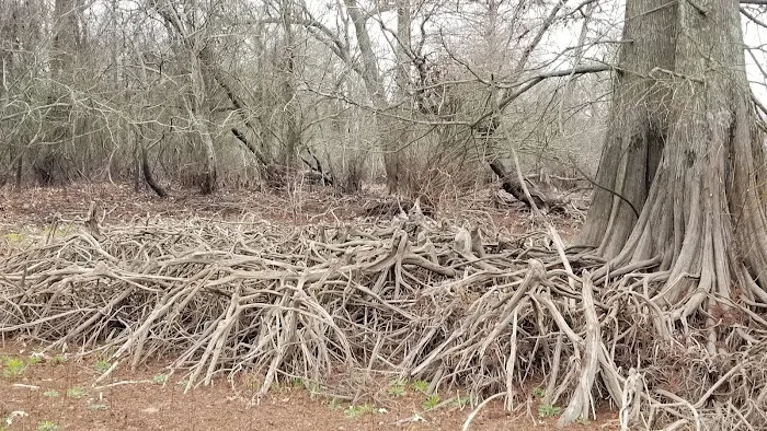 Bill's Landing Picture 8