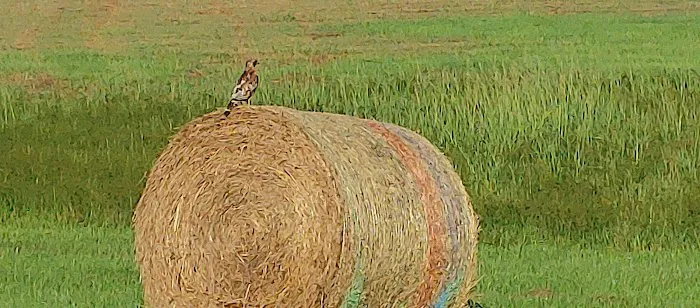 Bill's Landing Picture 3