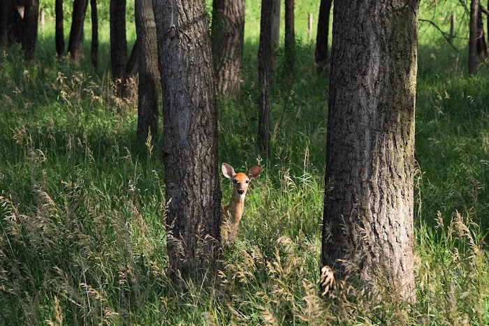 The Lazy H Campground Picture 1