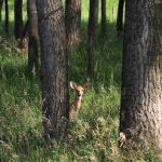 The Lazy H Campground