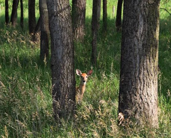 The Lazy H Campground