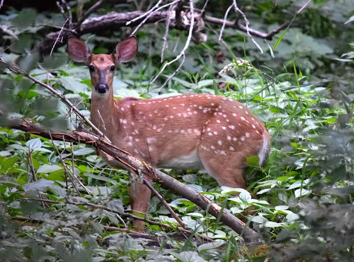 The Lazy H Campground Picture 10