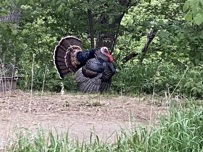 Bur Oak Campground Picture 2