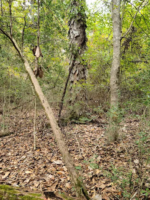 Magnolia Ridge Park Campground Picture 3