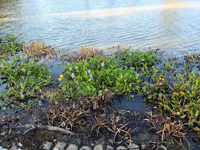 Magnolia Ridge Park Campground Picture 6