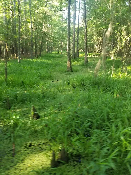 Martin Dies, Jr. Campground Picture 7