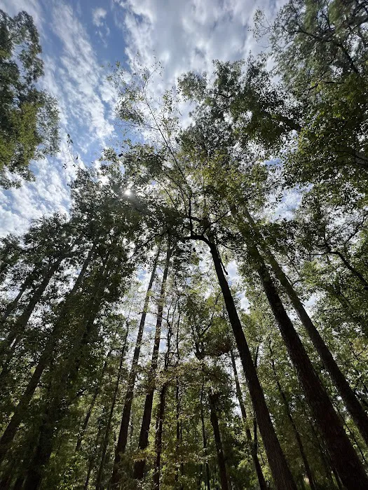 Ratcliff Recreation Area Picture 4