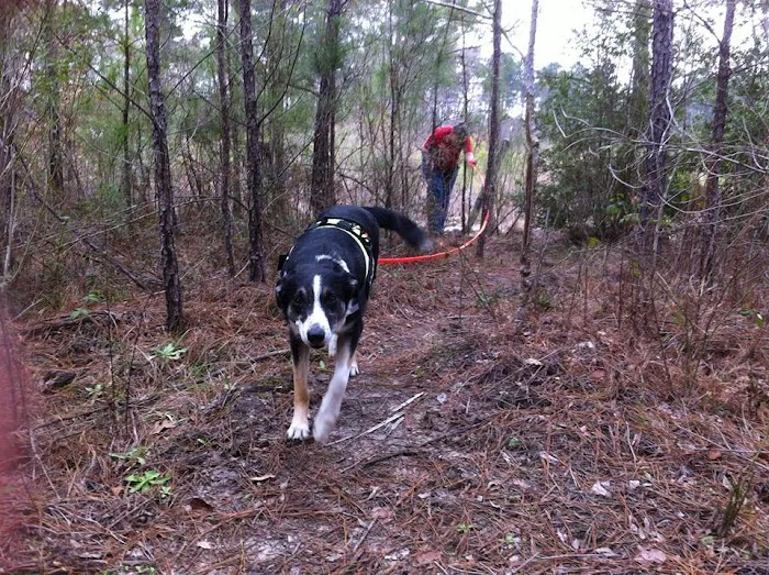 Neches Bluff Campground Picture 1