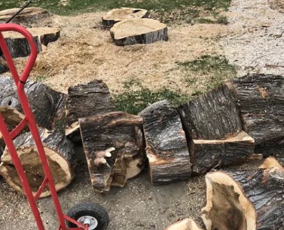 Basin Cr Dispersed Campground