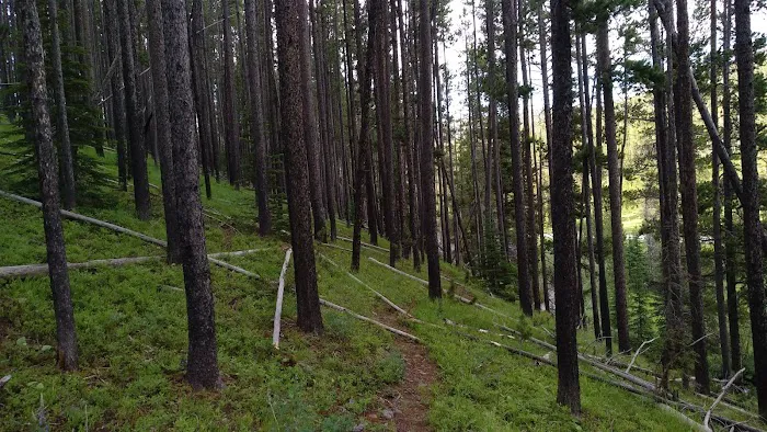 Many Pines Campground Picture 3