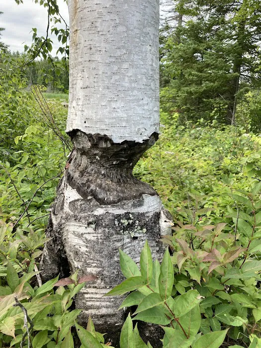 Beaver Pond Camp Picture 1