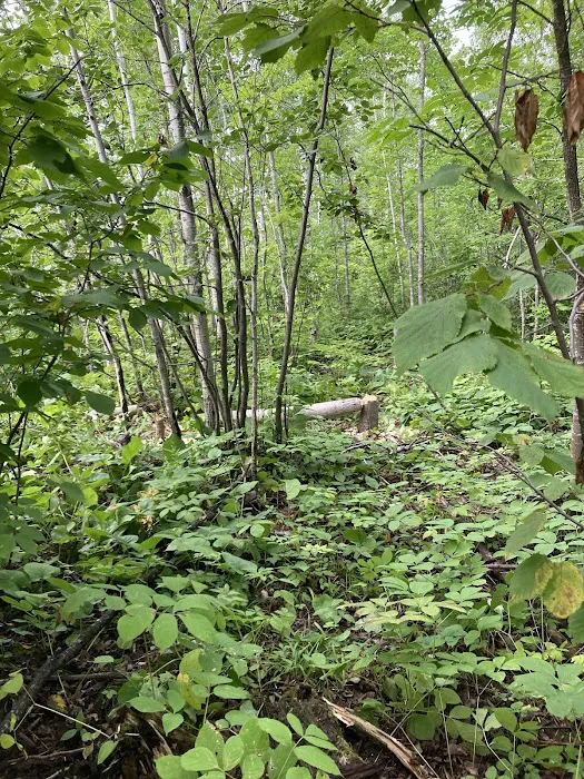 Beaver Pond Camp Picture 4