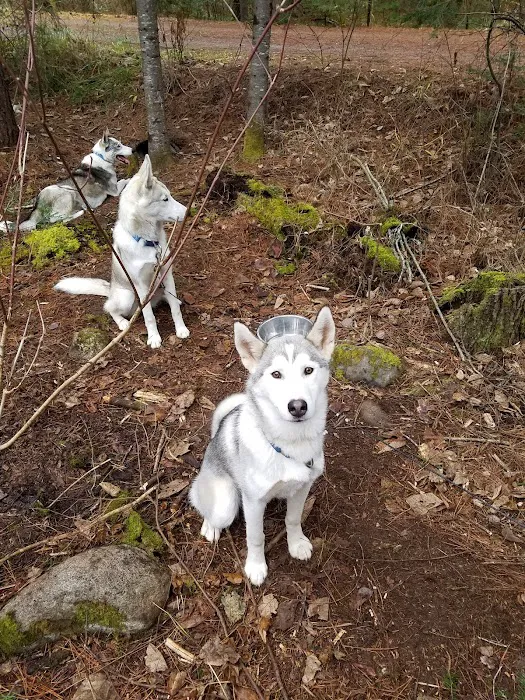 Little Isabella River Campground Picture 6