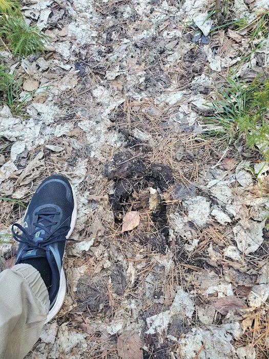 South Kawishiwi River Campground Picture 8