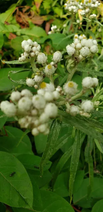 Big Rice Lake Rustic Campground Picture 4