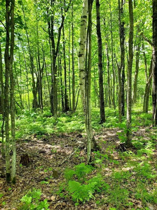 Big Rice Lake Rustic Campground Picture 7