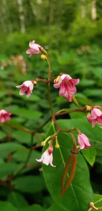 Big Rice Lake Rustic Campground Picture 1