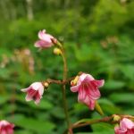 Big Rice Lake Rustic Campground