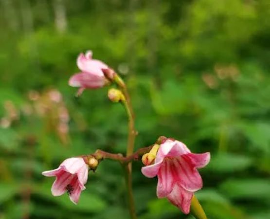 Big Rice Lake Rustic Campground