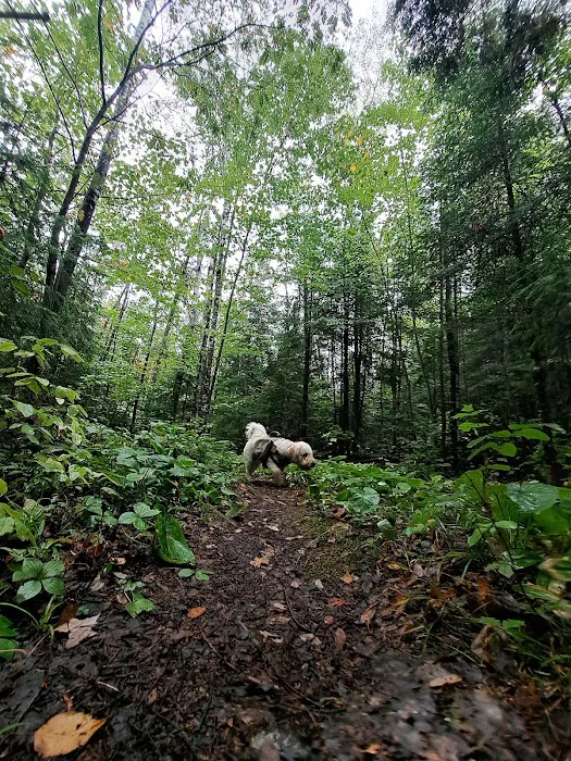 Pfeiffer Lake Campground Picture 8