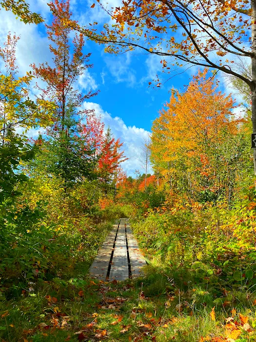 Pfeiffer Lake Campground Picture 10
