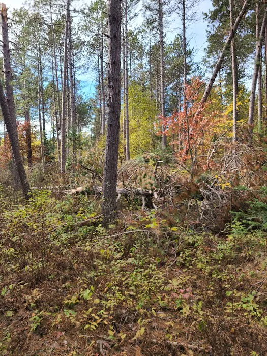 Cut Foot Sioux Horse Camp Picture 2