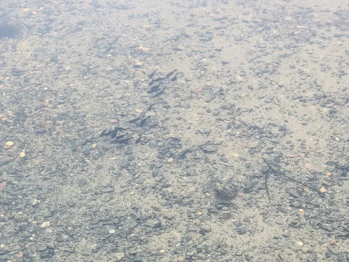 Middle Pigeon River Campground Picture 4