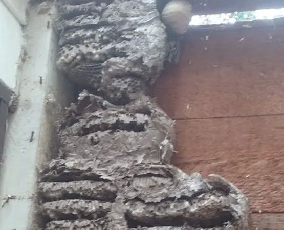 Star Island Campground