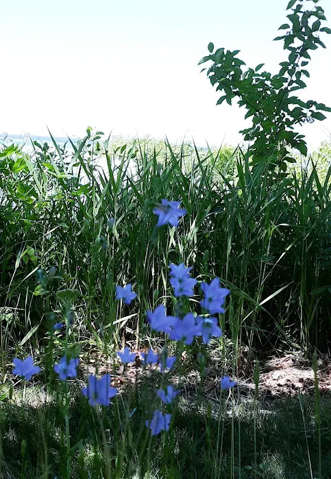 Knutson Dam Campground Picture 9