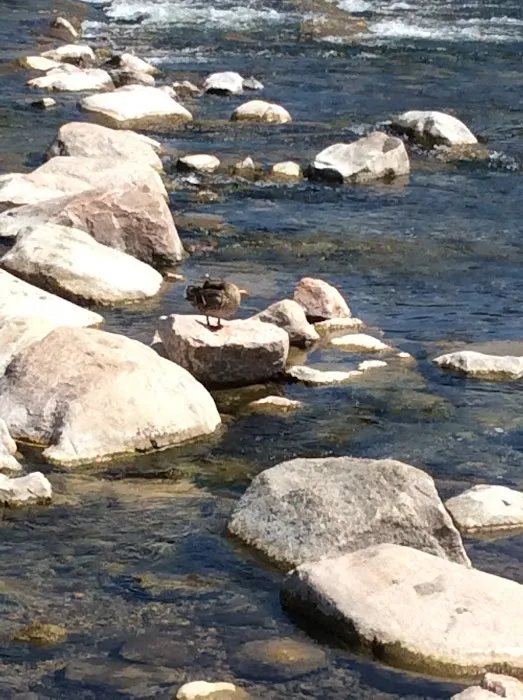 Knutson Dam Campground Picture 7