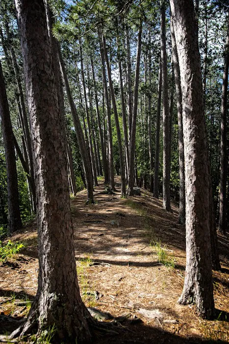 Chase Point Campground Picture 10