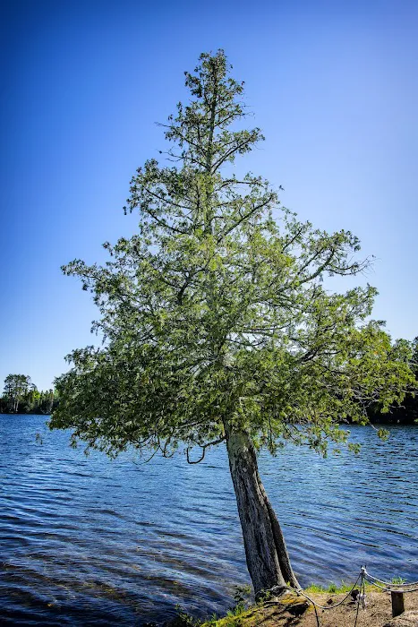 Chase Point Campground Picture 6