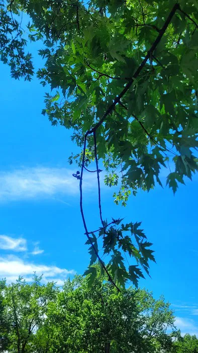 Bass Lake Campground Picture 5