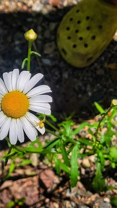 Bass Lake Campground Picture 1