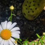 Bass Lake Campground