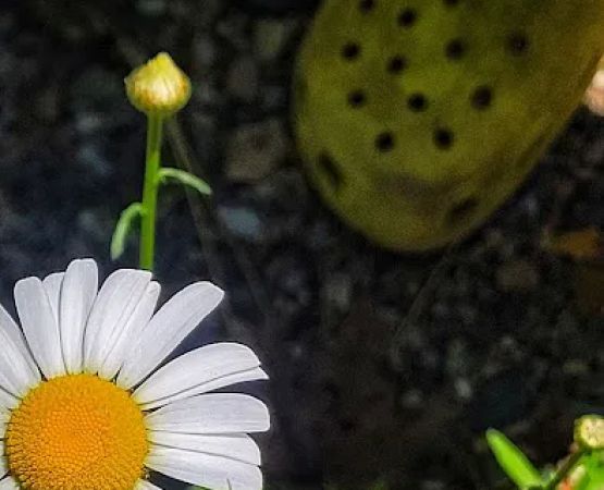 Bass Lake Campground