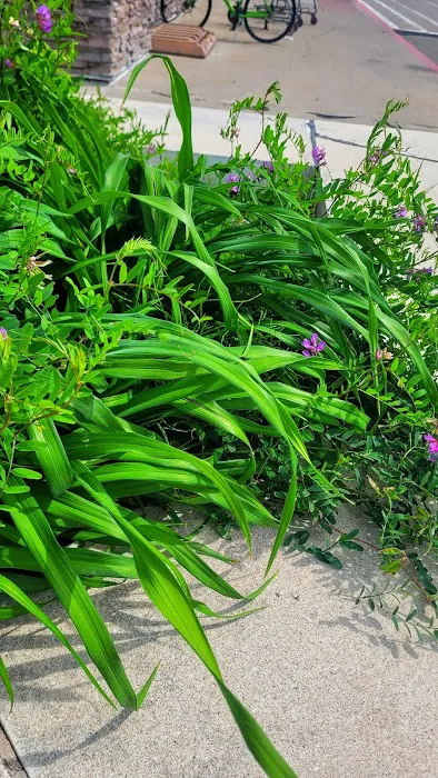 Bass Lake Campground Picture 6