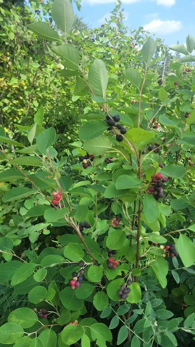 Bass Lake Campground Picture 9