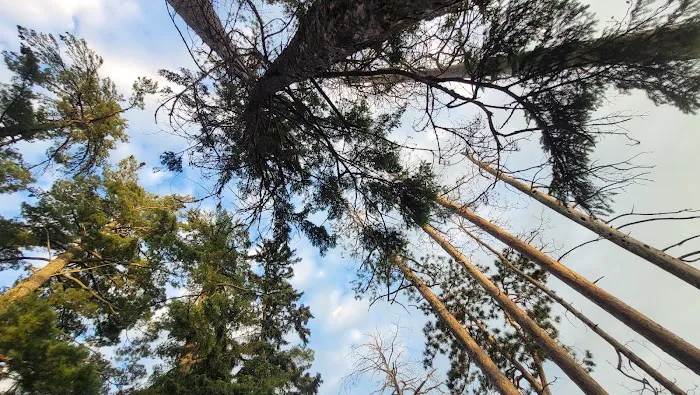 Bass Lake Campground Picture 8