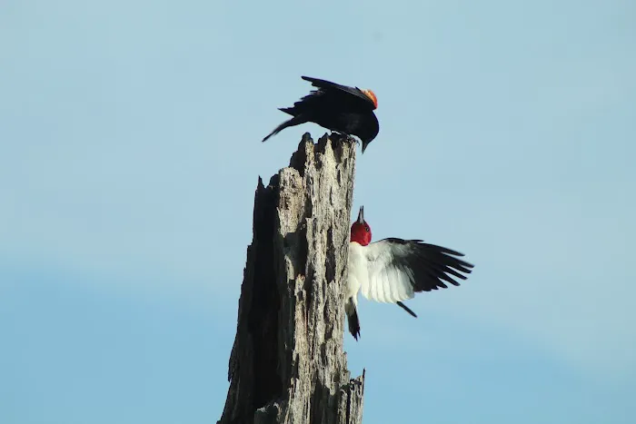 Uncle B's Farm & Hip Camp Picture 9