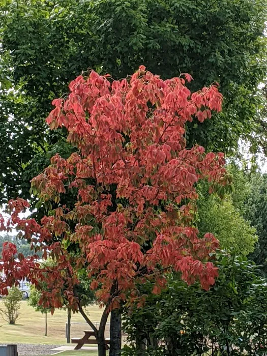 Country Campground Picture 3