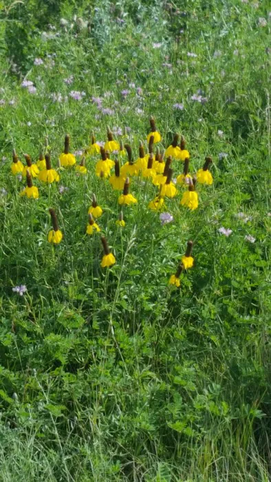 Shorewood Campgrounds Picture 5