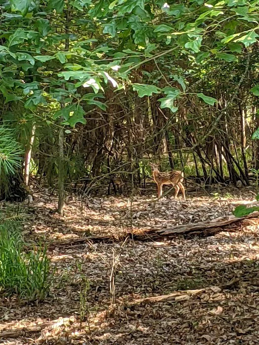 Alley Creek Camp Picture 7